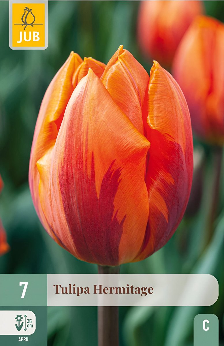 Tulipa hermitage 7st JUB