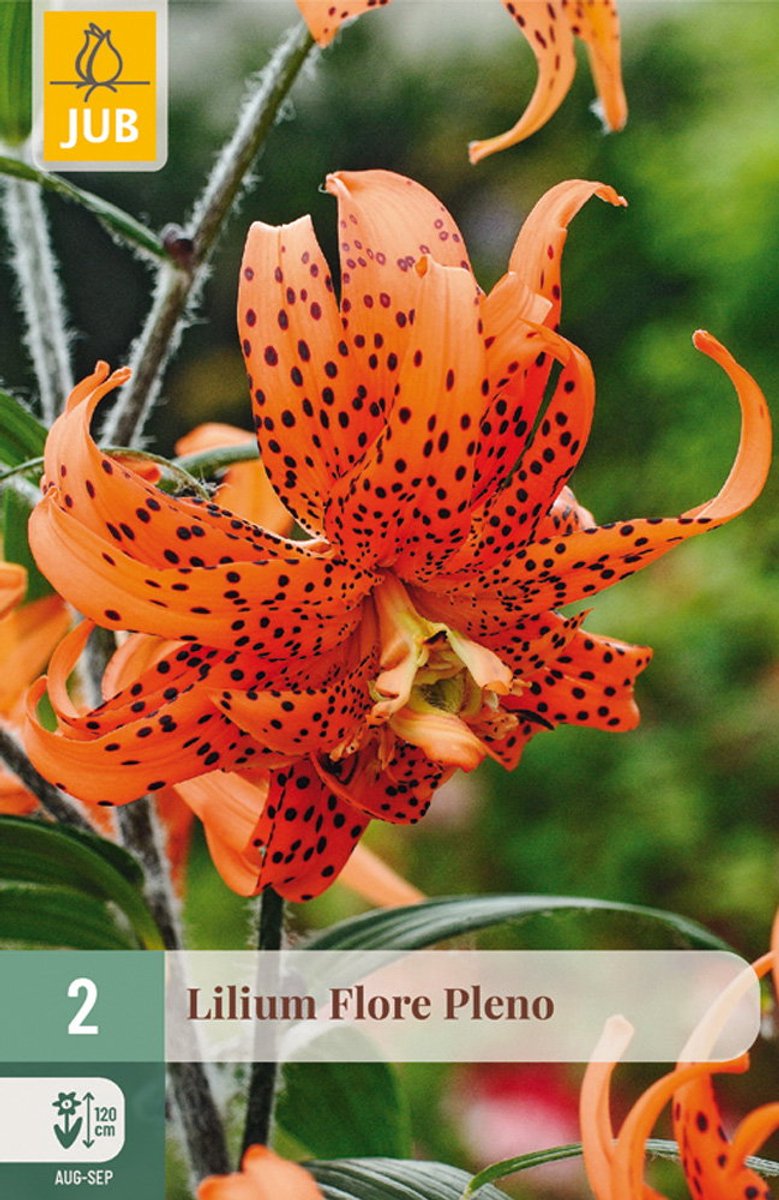 Lilium flore pleno bloembol JUB 2 stuks