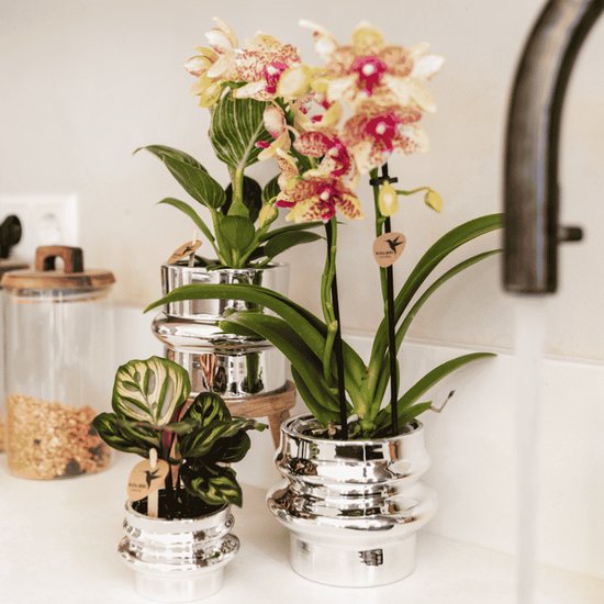 Kamerplanten in zilveren potten bij een keukenkraan, waaronder een orchidee met geel-roze bloemen.