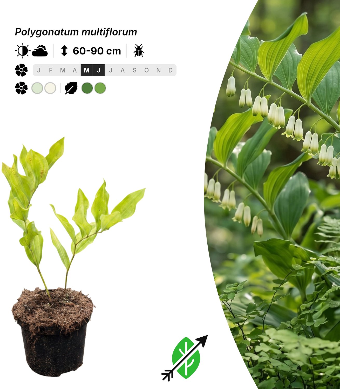 Singleplants - 12x Polygonatum multiflorum - Pot C1.5 - bodembedekker - winterhard tot -25°C