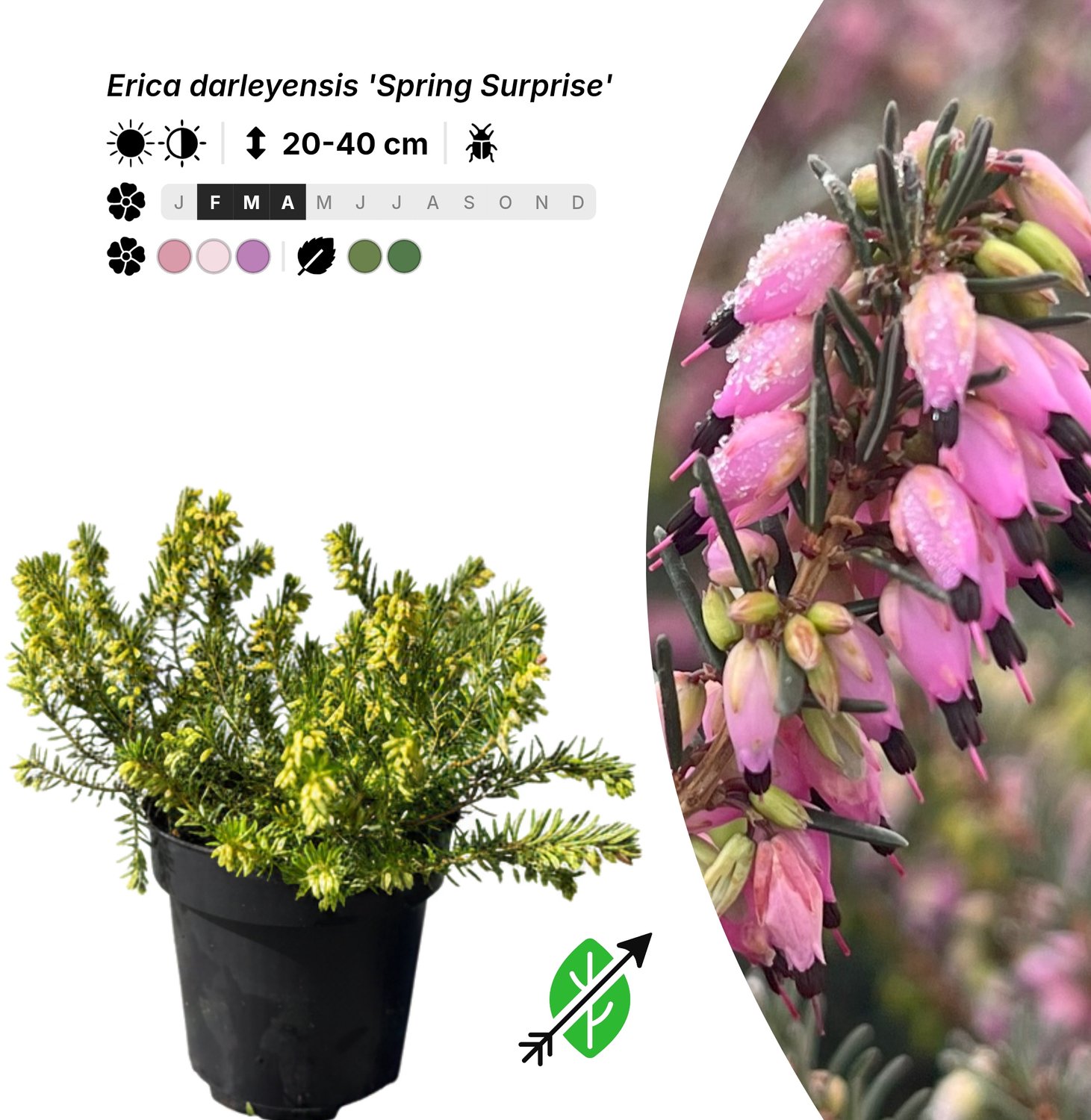 Singleplants - 10x Erica darleyensis 'Spring Surprise' - Pot P9,5 - bodembedekker - winterhard tot -20°C