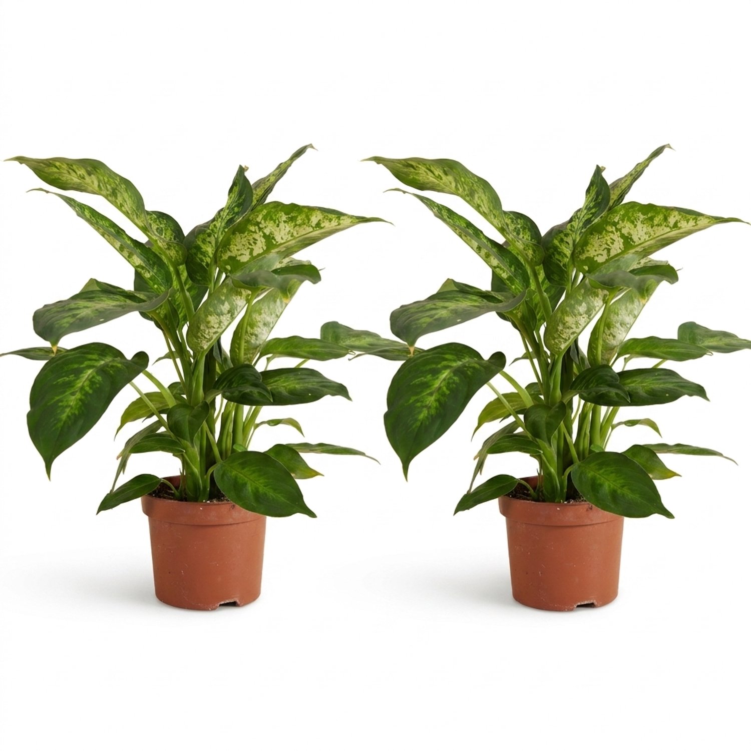 Bloomique - Set van 2 - Dieffenbachia Compacta - Bladplant - Kamerplanten - Bont blad - Luchtzuiverend - Gemakkelijk in onderhoud - Hoogte 25-30 cm - Pot 12 cm