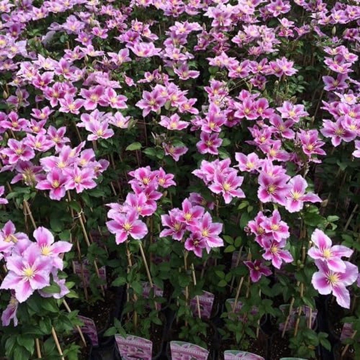 Piilu (Clematis Piilu) - Klimplant - Lavendelroze, vaste plant, bloeiend en winterhard - 1,5 liter pot | ClematisOnline