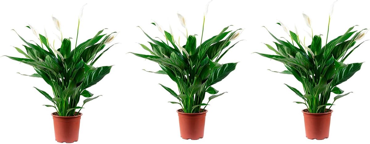 Bloemen/knoppen - echte kamerplant, spathiphyllum - hoogte ca. 70 cm, pot Ø 17 cm