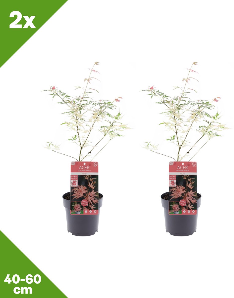 GARDENZO - 2x Acer palmatum 'Taylor' (Japanse esdoorn), P15, 40-60 cm - Winterhard