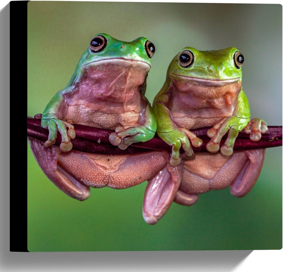 - Duo Australische Boomkikkers hangend aan Smalle Tak in Groene Omgeving - 30x30 cm Foto op Canvas Schilderij (Wanddecoratie op Canvas)