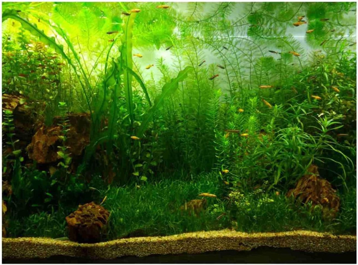 Dailygoods- Aquariumachtergrond 61 x 41 cm - Duurzaam - Zelfklevend - Verblindingbestendig - Lichtbestendig - Organisch ontwerp - Aquariumdecoratie