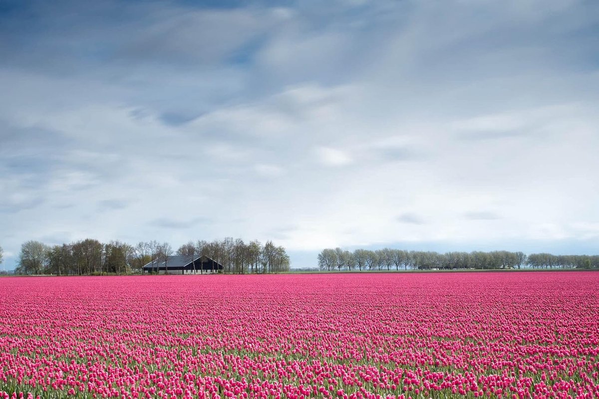 Ansichtkaarten Nederland | Set 24 stuks | 2x12 afbeeldingen van Nederland