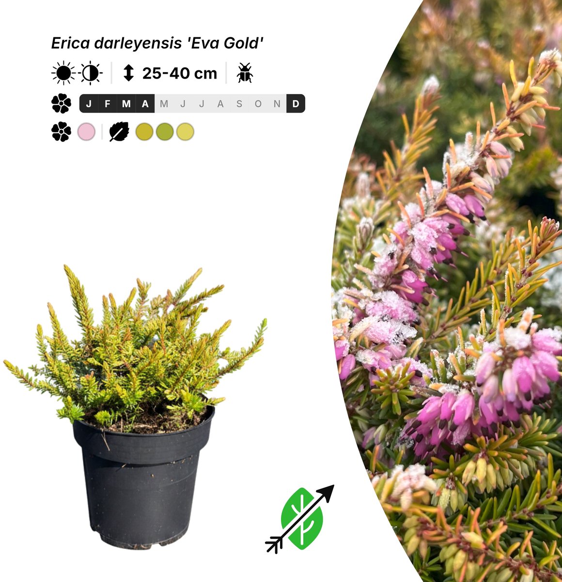 Singleplants - 20x Erica darleyensis 'Eva Gold' - Pot P9,5 - bodembedekker - winterhard tot -20°C