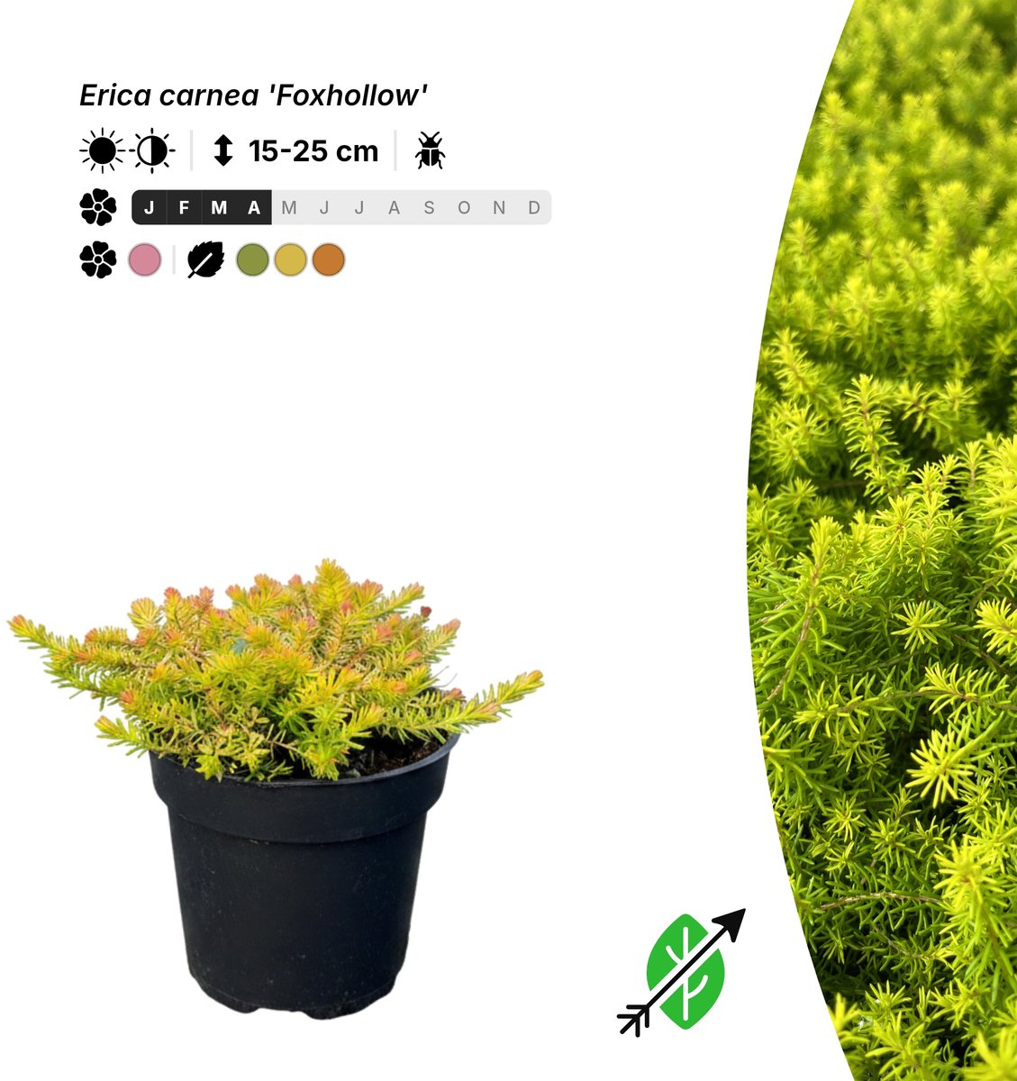 Singleplants - 20x Erica carnea 'Foxhollow' - Pot P9,5 - bodembedekker - winterhard tot -30°C
