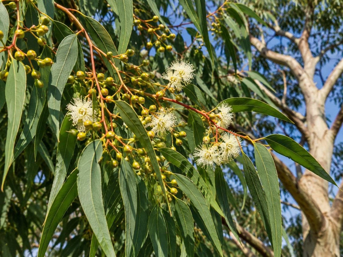 Citriodora | 100 zaden | Citroeneucalyptus