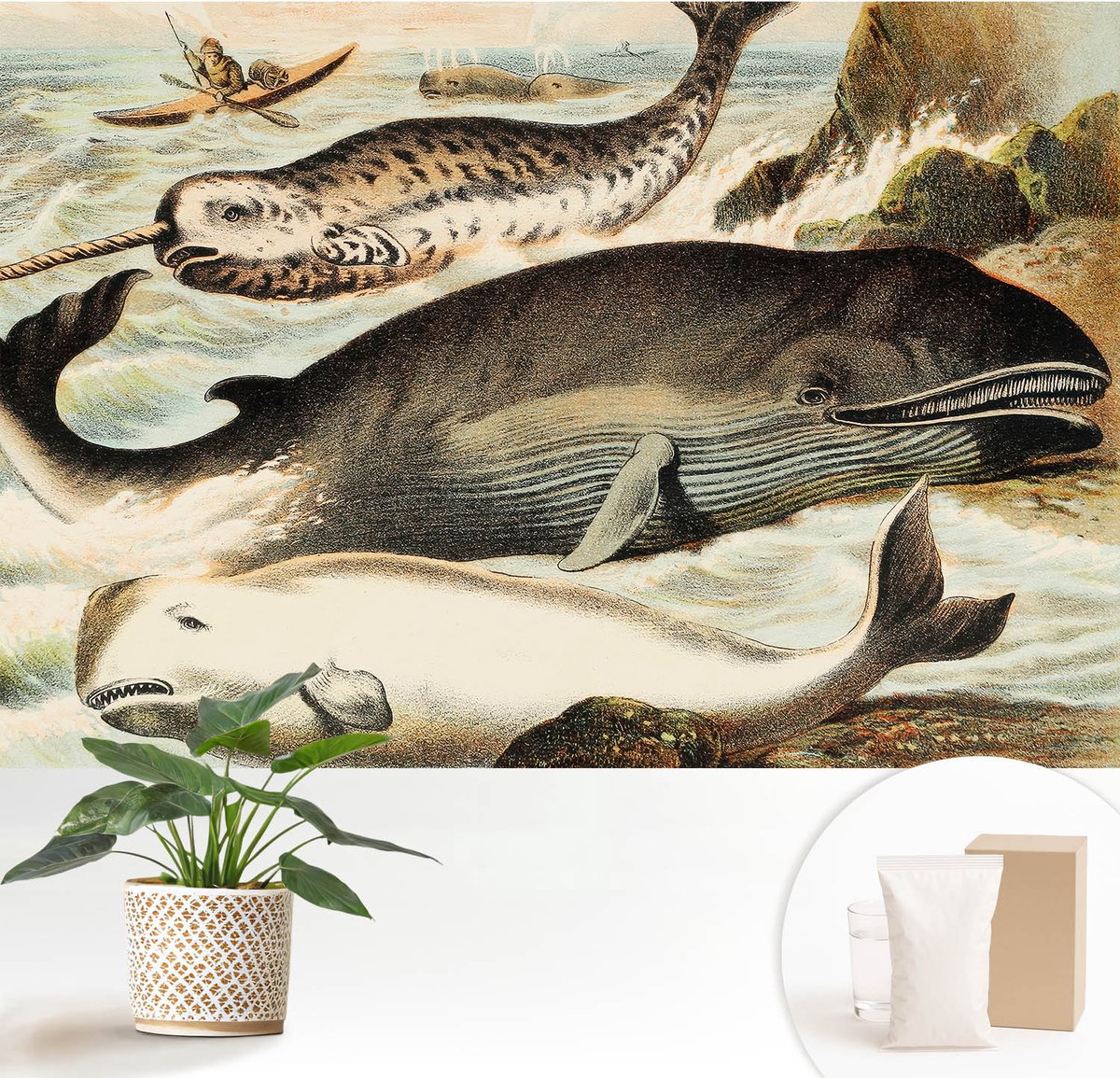 Wallfluent Fotobehang - Wit Vliesbehang - 152x104 cm - Zeereuzen Muurschildering - Slaapkamer behang Dieren - Fotobehang Vlies - Slaapkamer behang