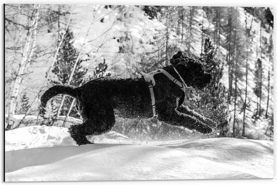 Dibond - Donkere Hond in de Sneeuw (zwart/wit) - 60x40cm Foto op Aluminium (Wanddecoratie van metaal)
