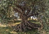 Komar Fotobehang Olive Tree