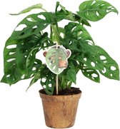 Hellogreen Kamerplant - Monstera Obliqua - Monkey Leaf - 25 cm