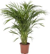 Hellogreen Kamerplant - Goudpalm Areca Dypsis - ↕ 90 cm