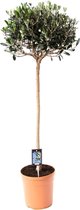 Hellogreen Kamerplant - Olijfboom - ↕ 75 cm