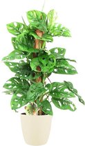 Hellogreen Kamerplant - Monstera Monkey Leaf - Met mosstok - ↕ 65 cm - Elho Brussels soap