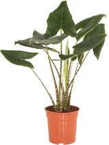 Hellogreen Kamerplant - Alocasia Zebrina - Olifantenoor - ↕ 100 cm