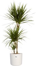 Hellogreen Kamerplant - Dracaena Drakenbloedboom Marginata - ↕ 125 cm - Elho B.For Soft wit