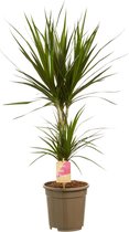 Hellogreen Kamerplant - Dracaena Drakenbloedboom Marginata - ↕ 80 cm