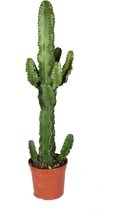 Euphorbia erytrea groen (ERY21)