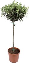 Olijf boom (Olea europeae)