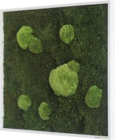Stylegreen Verticale tuin - Forest & Pole moss - 55 x 55cm