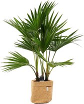 Kamerplant van Botanicly – Waaierpalm met een kurk pot als set – Hoogte: 100 cm – Livistona Rotundifolia