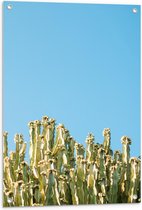 Tuinposter – Allemaal Groene Cactussen met Blauwe Achtergrond - 60x90cm Foto op Tuinposter  (wanddecoratie voor buiten en binnen)
