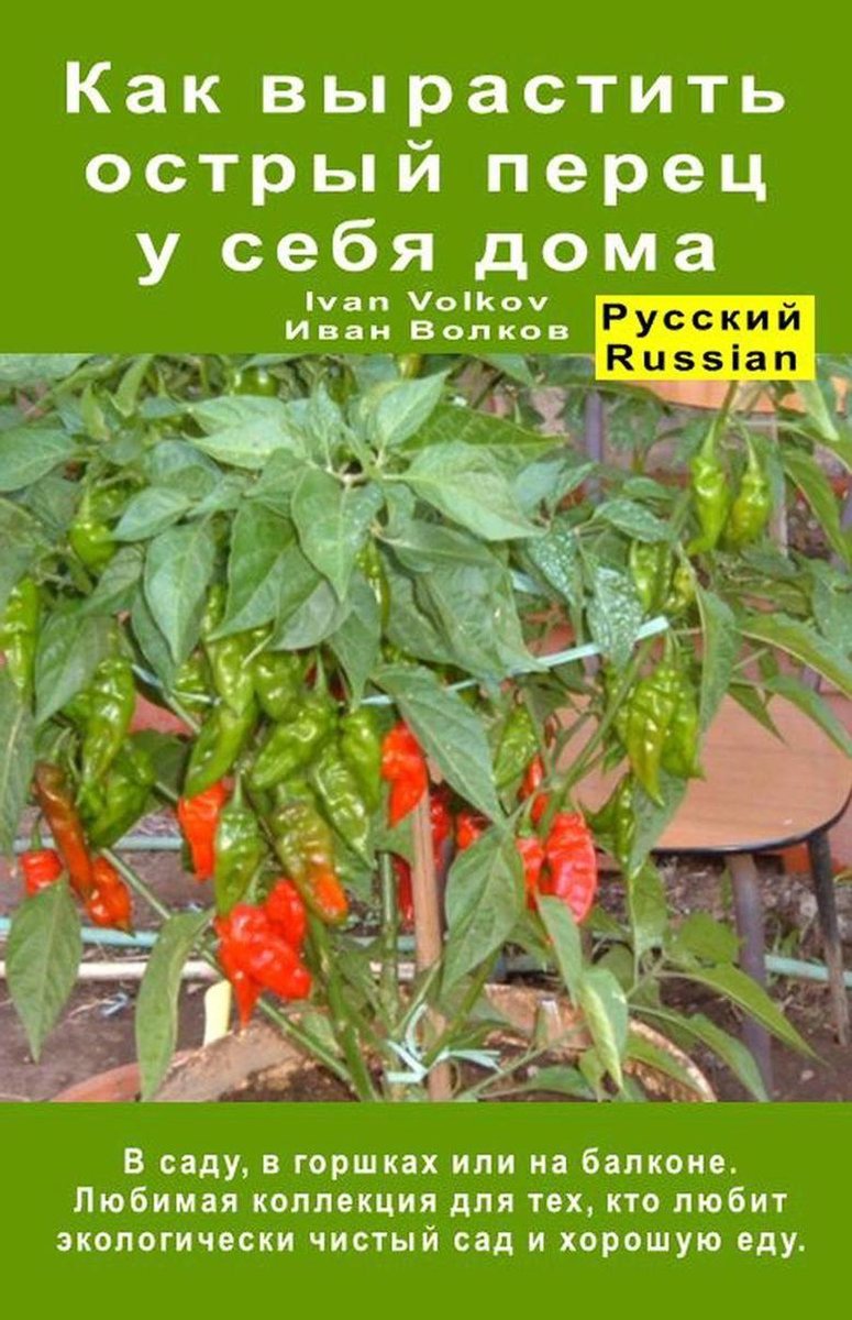 Можно ли сажать острый перец с огурцами. Как вырастить острый перец на балконе. Как дома выращивать перцы острые. Перец дома сажают острый. Как растёт острый перец в домашних условиях фото.