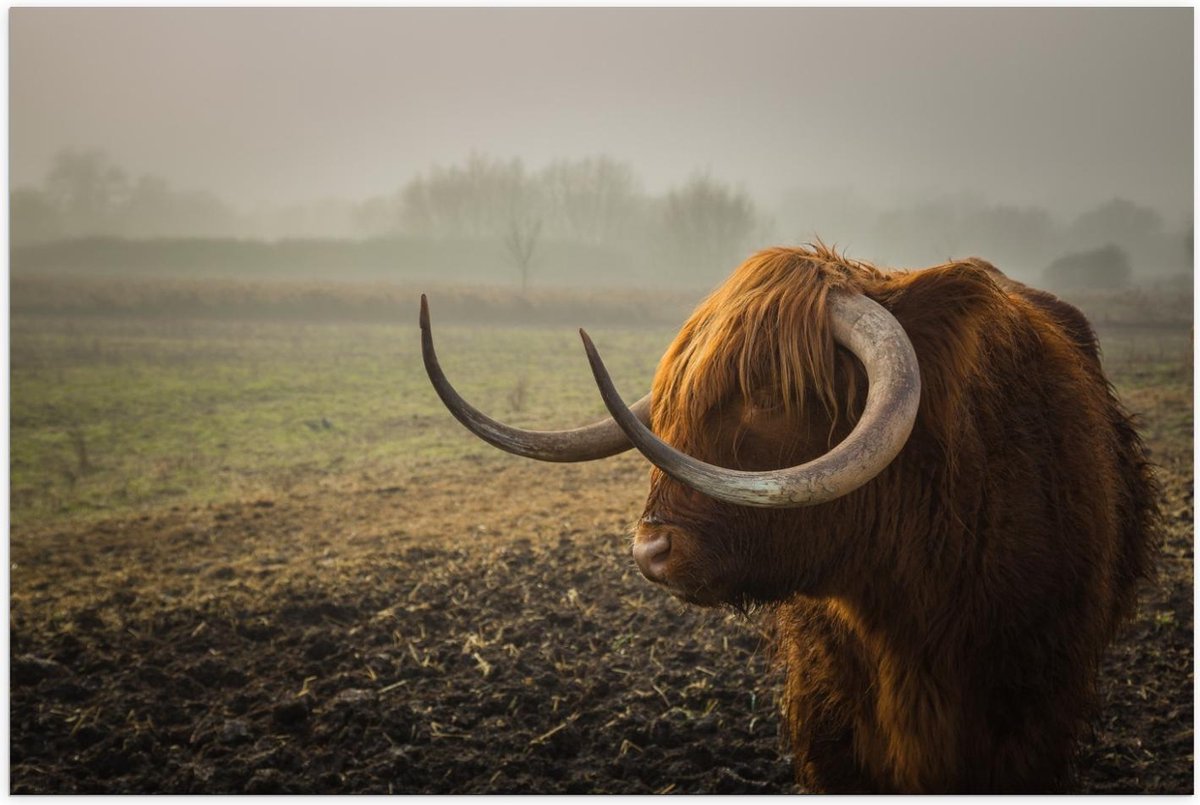 Poster – Schotse Hooglander Koe - 90x60cm Foto op Posterpapier