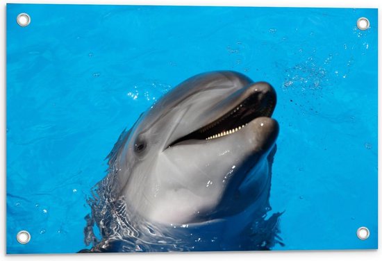Tuinposter – Lachende Dolfijn in het Water - 60x40cm Foto op Tuinposter  (wanddecoratie voor buiten en binnen)