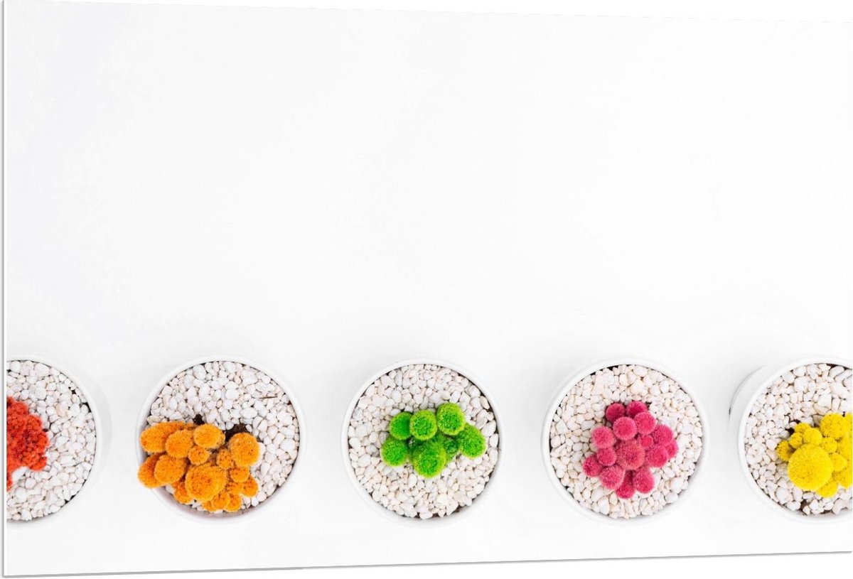 Forex - Gekleurde Cactuspotjes - 120x80cm Foto op Forex