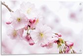 Tuinposter – Roze/Witte Bloesemtak - 90x60cm Foto op Tuinposter  (wanddecoratie voor buiten en binnen)
