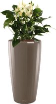 Anthurium wit in watergevende Rondo taupe | Flamingoplant