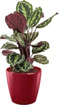 Calathea Medaillon in watergevende Classico rood | Pauwenplant