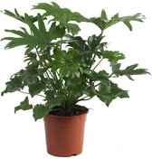 Philodendron Selloum | Philodendron