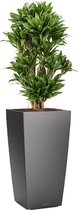 Dracaena Compacta in watergevende Cubico antraciet | Drakenbloedboom