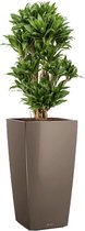 Dracaena Compacta in watergevende Cubico taupe | Drakenbloedboom