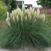 8 x Cortaderia selloana Pumila - Pampasgras in C5 liter pot met hoogte 40-60cm