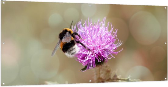 Tuinposter – Honingbij op Paarse Bloem - 200x100cm Foto op Tuinposter  (wanddecoratie voor buiten en binnen)