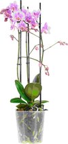 Choice of Green  - Phalaenopsis multiflora Rosanna oftewel Vlinderorchidee - Kamerplant in Kwekerspot ⌀12 cm - Hoogte ↕40 cm