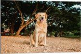 Dibond - Golden Retriever Hond in het Bos - 90x60cm Foto op Aluminium (Met Ophangsysteem)