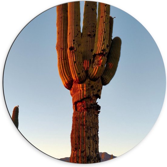 Dibond Wandcirkel - Cactussen met Zon - 70x70cm Foto op Aluminium Wandcirkel (met ophangsysteem)