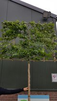 Leibeuk - Carpinus Betulus | Omtrek: 10-14 cm | Hoogte: 320 cm