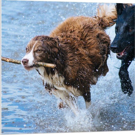 Forex - Twee Rennende Honden in het Water - 80x80cm Foto op Forex