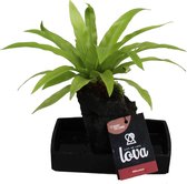 Lova Asplenium