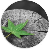 Dibond Wandcirkel - Groen Blad op Boomstam - 60x60cm Foto op Aluminium Wandcirkel (met ophangsysteem)