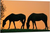 Dibond - Silhouet van 2 Grazende Paarden - 120x80cm Foto op Aluminium (Met Ophangsysteem)